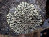 Xanthoparmelia conspersa image