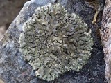 Xanthoparmelia conspersa image