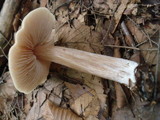Entoloma strictius image