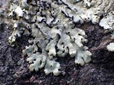 Xanthoparmelia conspersa image