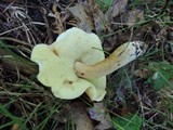 Gyroporus castaneus image