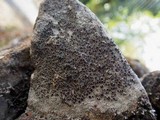 Lecanora campestris image