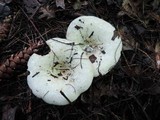 Lactarius controversus image