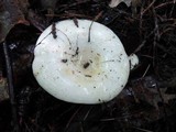 Lactarius controversus image