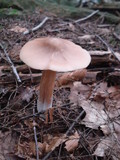 Entoloma strictius image