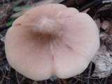 Entoloma strictius image