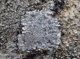 Lecidea fuscoatra image