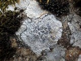 Lecidea fuscoatra image