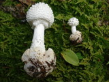 Amanita abrupta image