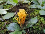 Clavulinopsis corniculata image