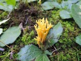 Clavulinopsis corniculata image