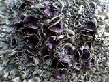 Xanthoparmelia conspersa image
