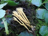 Clavulinopsis corniculata image