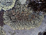 Lecanora muralis image