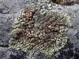 Lecanora muralis image