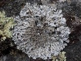 Parmelia saxatilis image