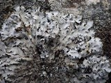Parmelia saxatilis image