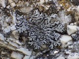 Phaeophyscia orbicularis image