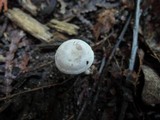 Rhodocybe hirneola image