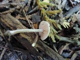 Rhodocybe hirneola image