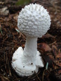 Amanita abrupta image