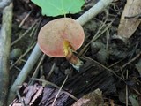 Boletus chrysenteron image