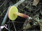 Boletus chrysenteron image