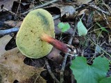 Boletus chrysenteron image