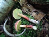 Boletus chrysenteron image