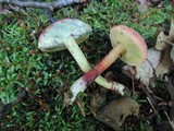 Boletus chrysenteron image