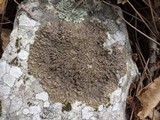 Neofuscelia delisei image
