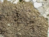 Neofuscelia delisei image