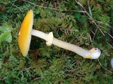 Amanita elongata image