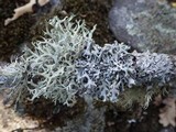 Hypogymnia tubulosa image