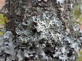Hypogymnia physodes image