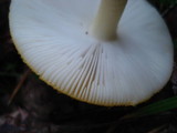 Amanita elongata image