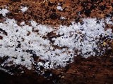 Ceriporia reticulata image
