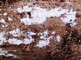 Ceriporia reticulata image