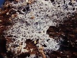 Ceriporia reticulata image