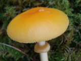 Amanita elongata image