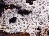 Ceriporia reticulata image
