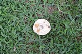 Lactarius glaucescens image