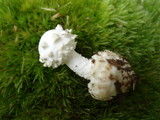 Amanita abrupta image