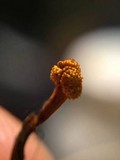 Ophiocordyceps variabilis image