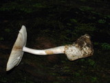 Amanita whetstoneae image