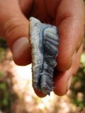 Gyroporus cyanescens image