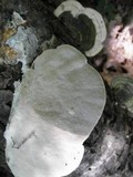Trametes gibbosa image