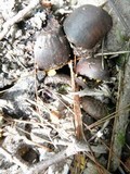 Hymenoscyphus fructigenus image