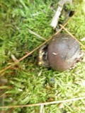 Hymenoscyphus fructigenus image