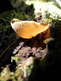 Peziza repanda image